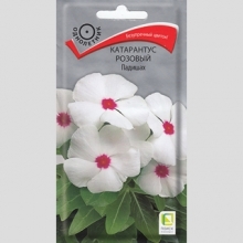 Катарантус Падишах