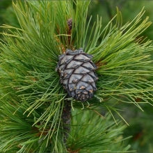 Кедр Шепард (сосна сибирская)