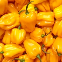 Перец Хабанеро желтый