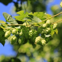 Хмель Изумрудные сережки обыкновенный