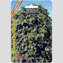 Хмель Душистая гроздь обыкновенный