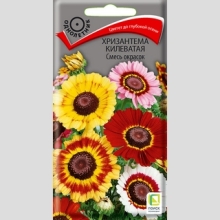 Хризантема килеватая Смесь окрасок
