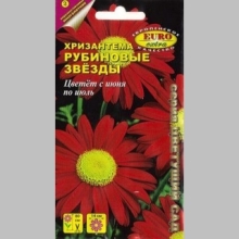 Хризантема Рубиновые звёзды