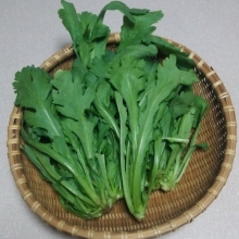 Хризантема Тай тай съедобная