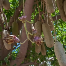 Кигелия Колбасное дерево