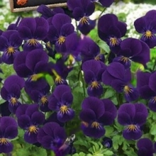 Виола Король Генри