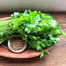 Кориандр Сибирский Лекарь