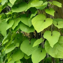 Кирказон Зелёное сердце (маньчжурский)