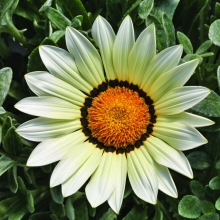 Газания (гацания) Кисс F1 Фрости Вайт