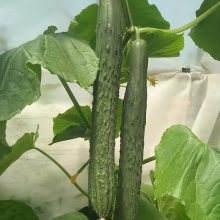 Огурец Ни Хао F1