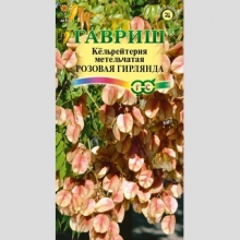 Кёльрейтерия Розовая гирлянда метельчатая