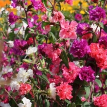 Кларкия Ягодный зефир