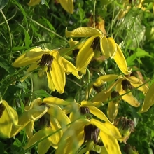 Клематис Звездный Дождь пильчатолистный