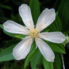 Клематис Шестилепестковый (большой пакет)