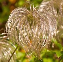 Клематис Снежный Человек тангутский