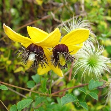 Клематис Светлячок