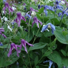 Клематис Райские птицы (цельнолистный)