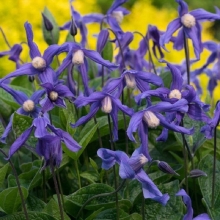 Клематис Цельнолистный (большой пакет)