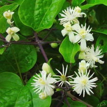 Клематис Виноградолистный (большой пакет)