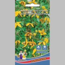 Клематис Золотой Водопад восточный