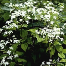 Клематис Звездочет короткохвостый