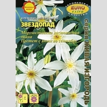 Клематис Звездопад (метельчатый)