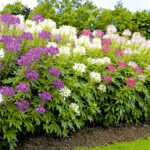 Клеома Бенгальские огни F1 смесь