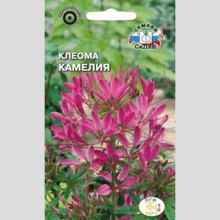 Клеома Камелия