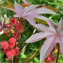 Клещевина Пальмовая ветвь