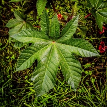 Клещевина Северная пальма