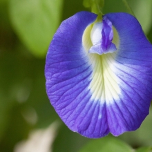 Клитория Легенда (тройчатая)