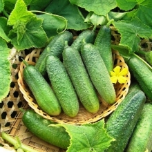 Огурец Клодин F1