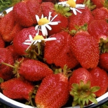 Земляника Женева (клубника)