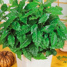 Кофе арабика Нана