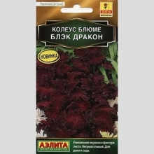 Колеус Блэк дракон