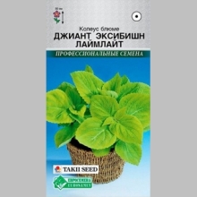 Колеус Джиант Эксибишн Ламлайт