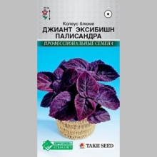 Колеус Джиант Эксибишн Палисандра