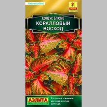 Колеус Визард Коралловый восход