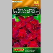 Колеус Визард Красный вельвет