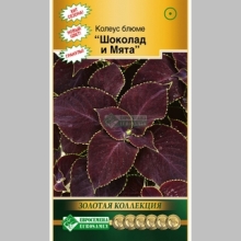 Колеус Премиум Сан Шоколад и мята