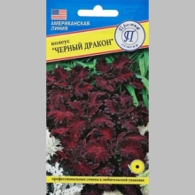 Колеус Черный дракон