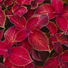 Колеус Джиант Эксибишн Рустик Ред