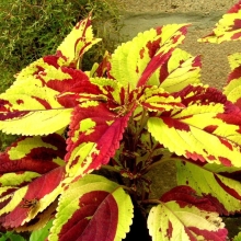 Колеус Фейерверк Мозаика F1