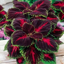 Колеус Кинг Конг Триколор