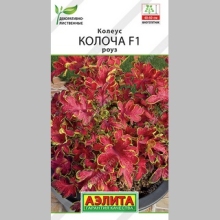 Колеус Колоча F1 Роуз