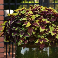 Колеус Премиум Сан Ананасовый Сюрприз