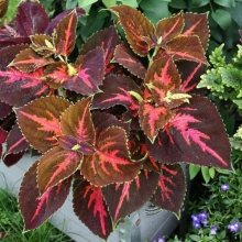 Колеус Радуга Фестиваль танца F1