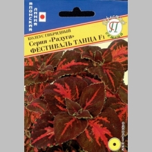 Колеус Радуга Фестиваль танца F1