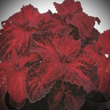 Колеус Радуга Красный бархат F1