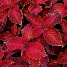 Колеус Визард Красный вельвет